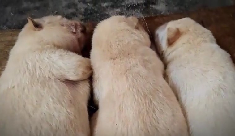 Adorable Puppy Steals Hearts with Its Charming Looks