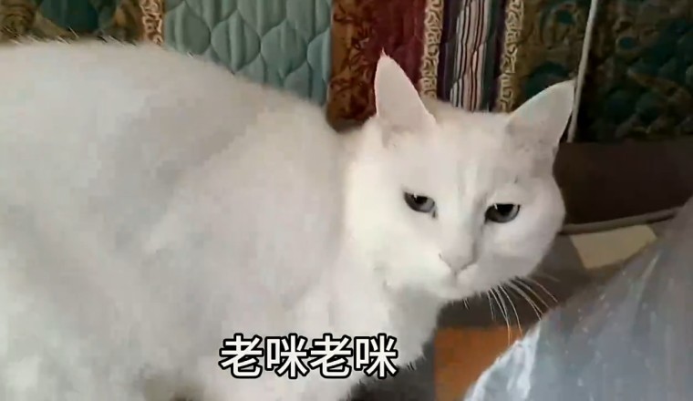 Cat's Incredible Stunts Leave Everyone in Awe