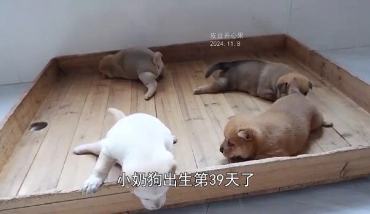 Charming Puppies Capture Hearts with Their Adorable Cuteness