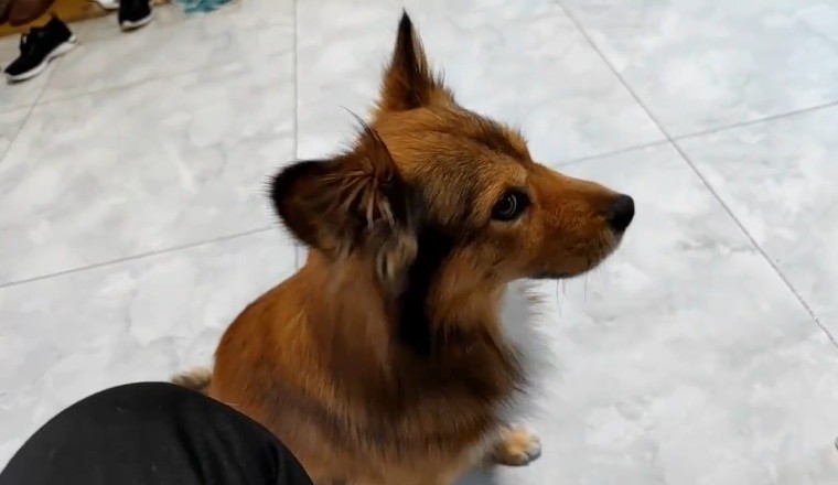 Dog's Hilarious Antics Caught on Camera