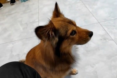 Dog's Hilarious Antics Caught on Camera