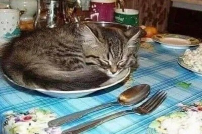 Elevate Your Dining Experience: The Power of a Beautifully Set Table!