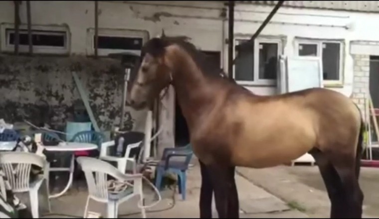 Harmonious Moments with a Musical Horse