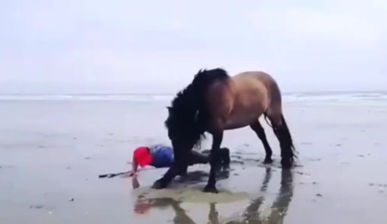 Majestic Sport Horse in Action