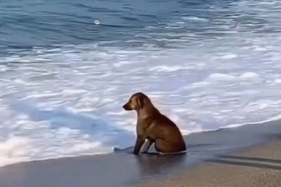 Zen Pup on the Shore: The Most Relaxed Dog You’ve Ever Seen